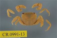 藏品(平背蜞)的圖片